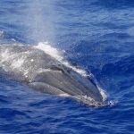 Bryde's whale