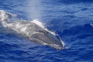 Bryde's whale