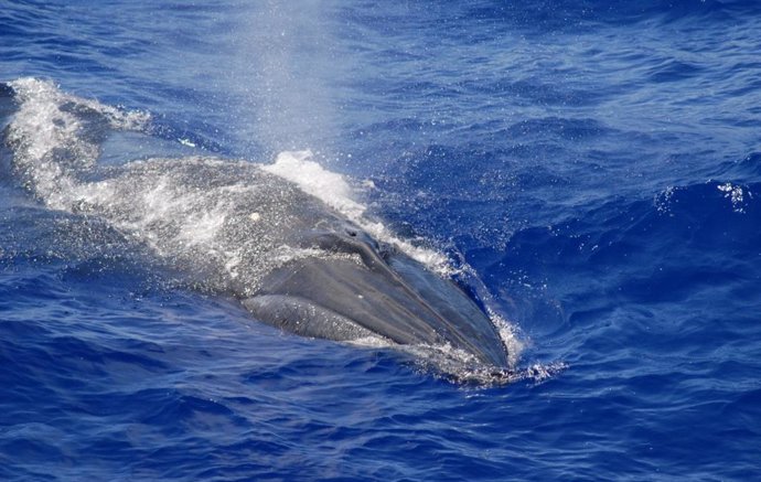 Bryde's whale