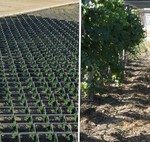 An Italian winery installed solar panels on its vineyards and discovered something unexpected: they improve the quality of the wine