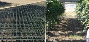 An Italian winery installed solar panels on its vineyards and discovered something unexpected: they improve the quality of the wine