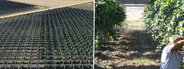 An Italian winery installed solar panels on its vineyards and discovered something unexpected: they improve the quality of the wine