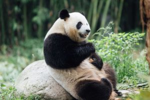 Ke Ke the panda in Chengdu, Sichuan Province, China. Ke Ke is one of two giant pandas coming to Hong Kong.