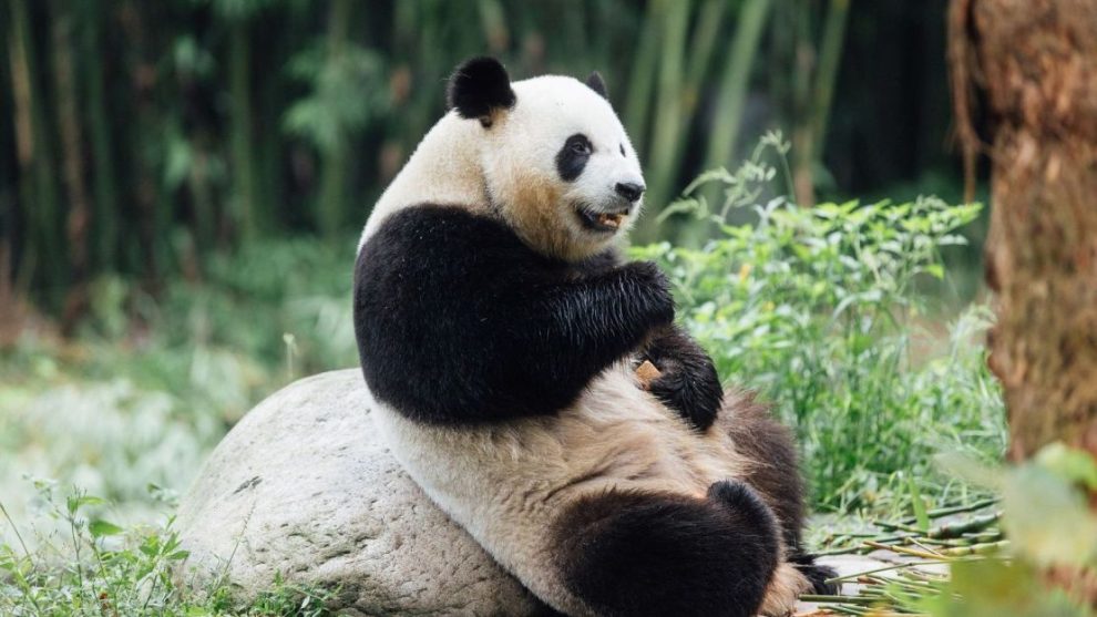 Ke Ke the panda in Chengdu, Sichuan Province, China. Ke Ke is one of two giant pandas coming to Hong Kong.