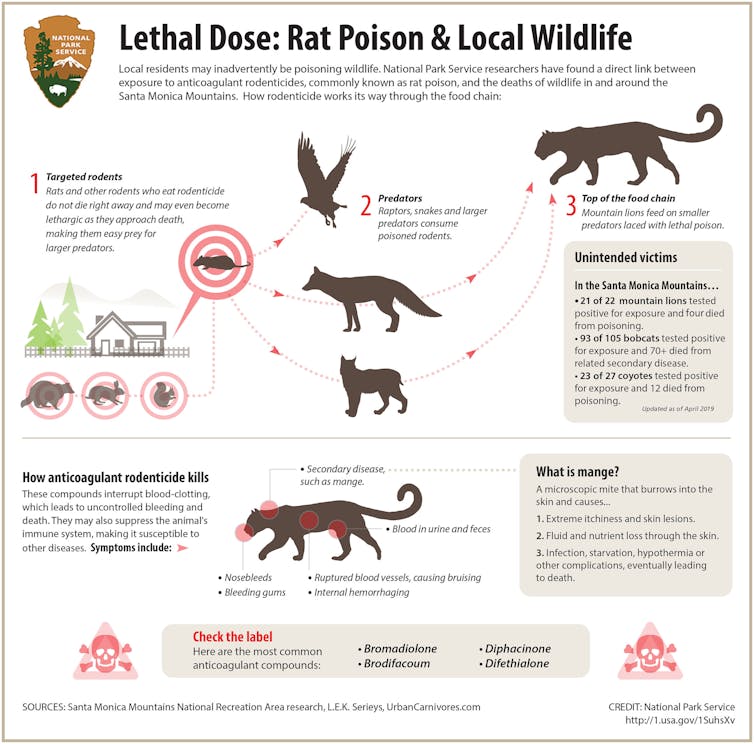 Infographic showing how wild animals are exposed to rat poison.