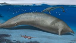 The largest animal that ever existed was found in Peru: it weighed twice as much as a blue whale