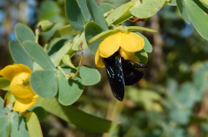 Female bumblebees visiting Chamaecrista latistipula flowers in the wild. The insect vibrates the internal parts of the flower to extract protein-rich pollen grains, which are taken to feed the colony's larvae.