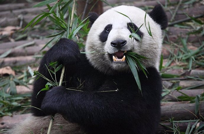 Giant panda bear