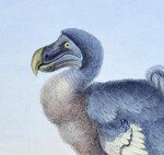 We've made hundreds of species extinct: why then are we obsessed with resurrecting the dodo?