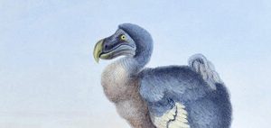 We've made hundreds of species extinct: why then are we obsessed with resurrecting the dodo?