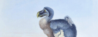 We've made hundreds of species extinct: why then are we obsessed with resurrecting the dodo?