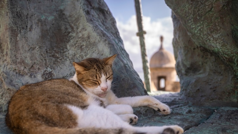 US suspends plan to remove stray cats from Puerto Rico historic site