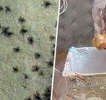 The mystery of the spiders on Mars now has an answer: NASA has managed to recreate them on Earth