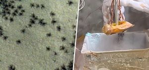 The mystery of the spiders on Mars now has an answer: NASA has managed to recreate them on Earth