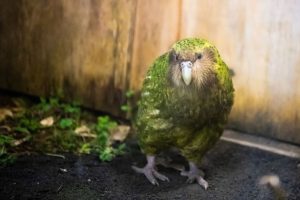 The critically endangered kākāpō is one of New Zealand's unique treasures.