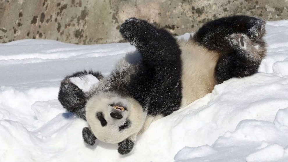 The pandas will soon enter a month-long quarantine before being sent back to China.