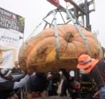 The pumpkin owned by Travis Gienger, of Anoka, Minn., is inspected before being weighed at 2,471 pounds to win the Safeway World Pumpkin Weighing Championship in Half Moon Bay, Calif., Monday, Oct. 14, 2024. (AP Photo/ Jeff Chiu).