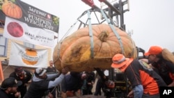 The pumpkin owned by Travis Gienger, of Anoka, Minn., is inspected before being weighed at 2,471 pounds to win the Safeway World Pumpkin Weighing Championship in Half Moon Bay, Calif., Monday, Oct. 14, 2024. (AP Photo/ Jeff Chiu).