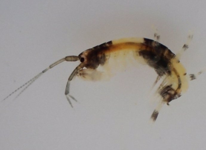 A New Species Of Amphipod With A Unique Panda Pattern Was Found In The Intertidal Zone Off The Japanese Coast.