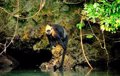 A species of primate in Vietnam survives by drinking salt water