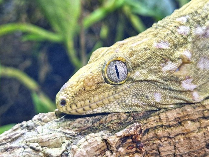 giant gecko