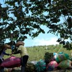 Coca crops and potential cocaine production rebound to record numbers in 2023: UN