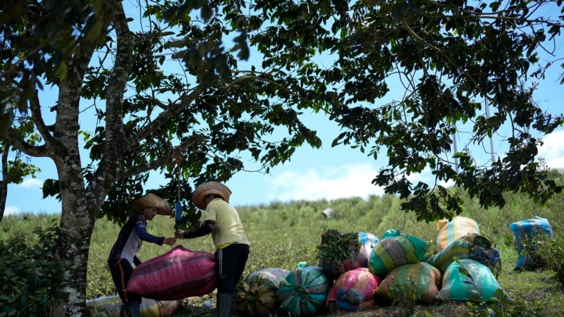 Coca crops and potential cocaine production rebound to record numbers in 2023: UN