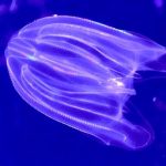 comb jellyfish