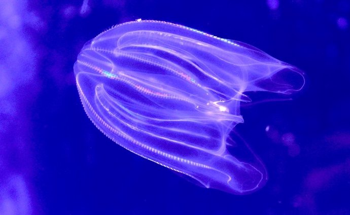 comb jellyfish