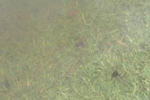 Two rafts of fire ants float in the water in this screenshot from a video released by the Australian Invasive Species Council in January 2024.