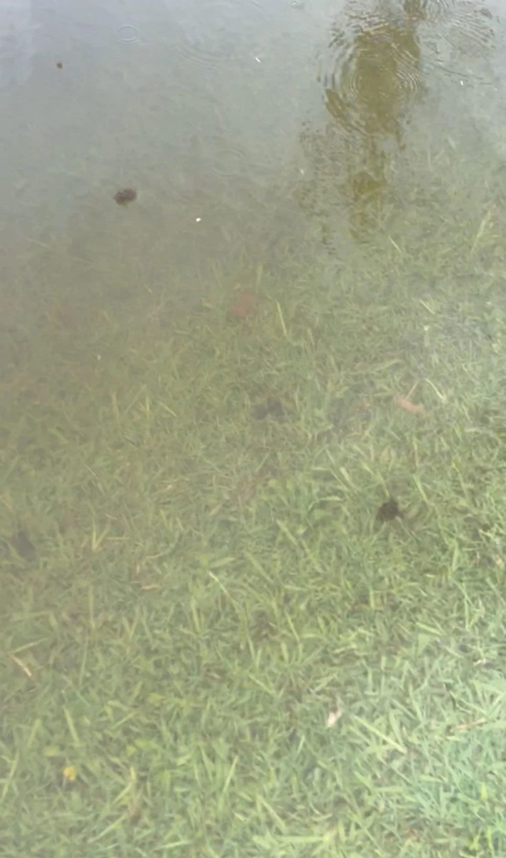 Two rafts of fire ants float in the water in this screenshot from a video released by the Australian Invasive Species Council in January 2024.