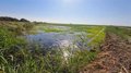 European rice fields sustainably prevent the proliferation of mosquitoes with biological control, according to CSIC