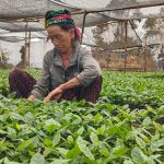 A farmer examines coffee plants in a nursery.