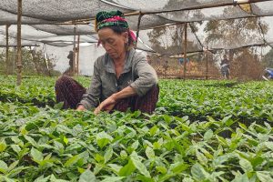 A farmer examines coffee plants in a nursery.