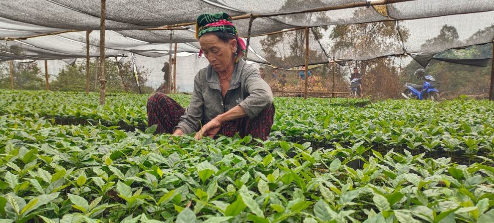 A farmer examines coffee plants in a nursery.