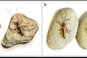 Paired models of black and brown Zelandoperla clay (body length 25 mm) adhered to shale (A) and greywacke (B) river cobbles.