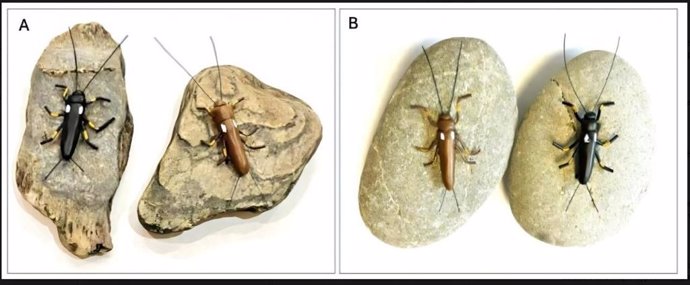 Paired models of black and brown Zelandoperla clay (body length 25 mm) adhered to shale (A) and greywacke (B) river cobbles.