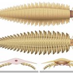 The new scans of Arthropleura revealed what the creature's head looked like, including its stalked eyes, jaws and mouthparts. Lheritier et al., Sci. Adv. 10, eadp6362 (2024).