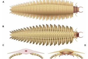 The new scans of Arthropleura revealed what the creature's head looked like, including its stalked eyes, jaws and mouthparts. Lheritier et al., Sci. Adv. 10, eadp6362 (2024).