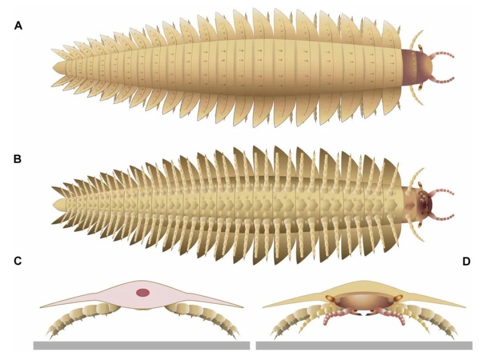 The new scans of Arthropleura revealed what the creature's head looked like, including its stalked eyes, jaws and mouthparts. Lheritier et al., Sci. Adv. 10, eadp6362 (2024).