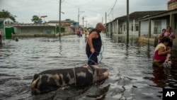 A resident guides his pig through a flooded street after Hurricane Helene, in Batabanó, Mayabeque province, Cuba, on Thursday, September 26, 2024.