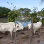 In addition to oil, Tabasco and Campeche will seek to produce milk, meat and rice