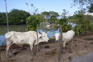 In addition to oil, Tabasco and Campeche will seek to produce milk, meat and rice