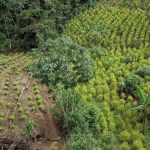 Increase in coca planting in Colombia reflects changes in government strategies