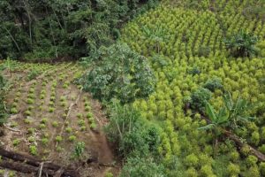 Increase in coca planting in Colombia reflects changes in government strategies