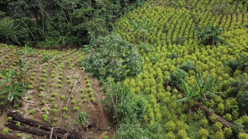 Increase in coca planting in Colombia reflects changes in government strategies