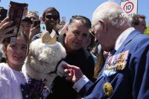 An alpaca sneezes on King Charles III in Australia (VIDEO)