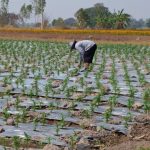 Plasticulture fields