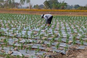 Plasticulture fields