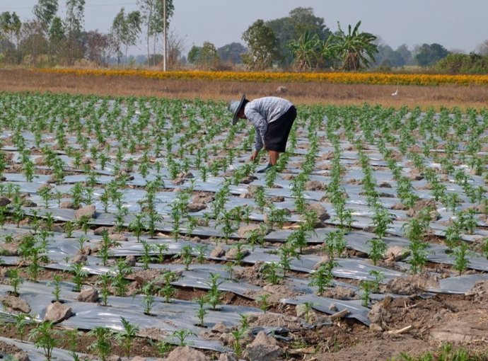 Plasticulture fields